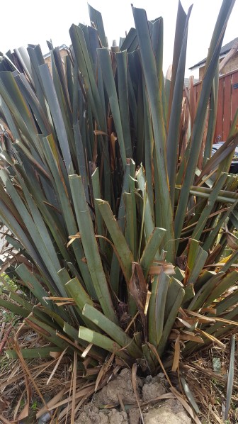 Phormium